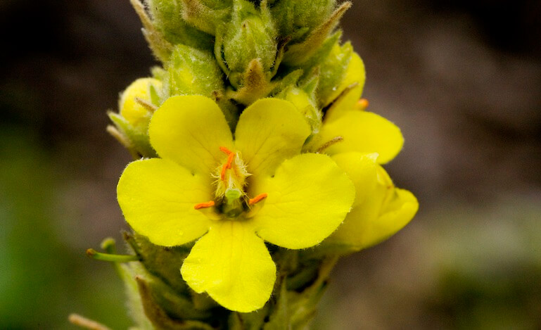 Tasso barbasso