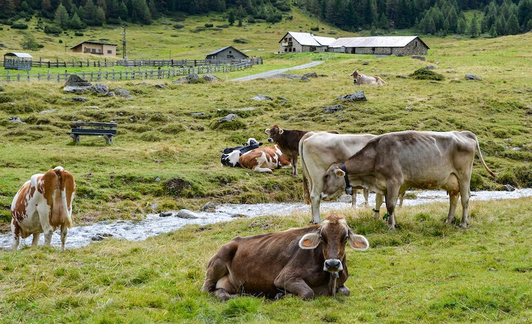 Carne, uova e latte contribuiscono a una dieta sana