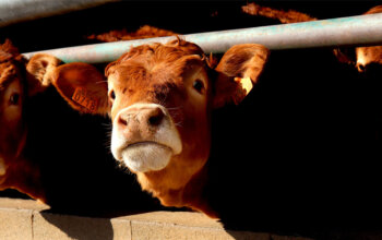 La Commissione UE vuole eliminare la riforma sul benessere animale