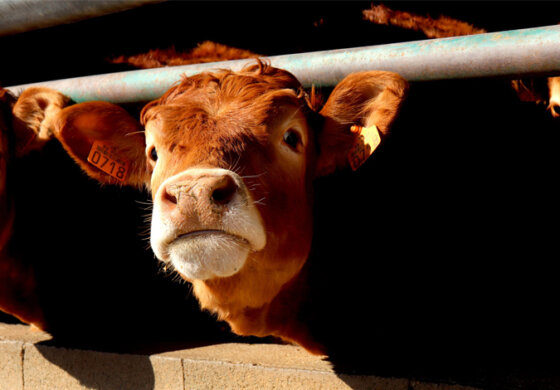 La Commissione UE vuole eliminare la riforma sul benessere animale