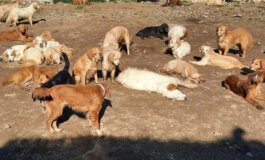 Alle isole Tremiti stanno per essere portati via 50 cani