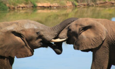 Gli elefanti africani si sono auto-domesticati come l'uomo