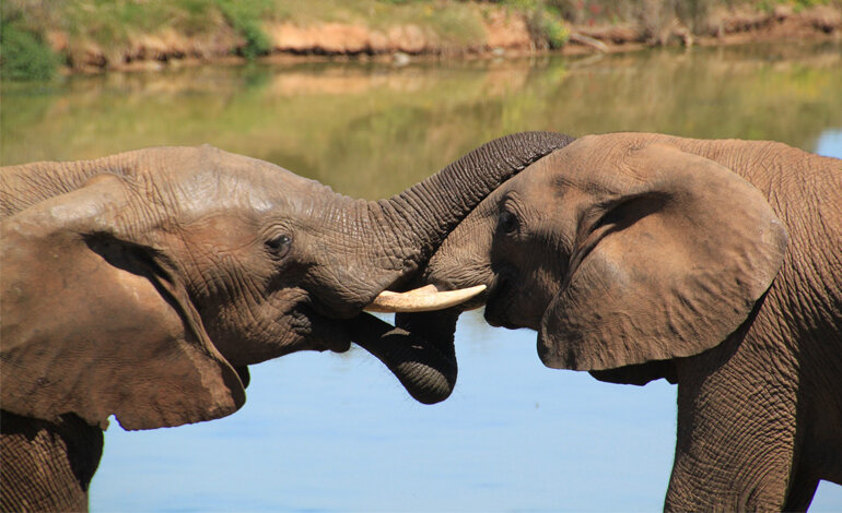 Gli elefanti africani si sono auto-domesticati come l’uomo