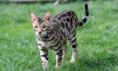 Il gatto Mau egiziano: il felino maculato