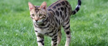 Il gatto Mau egiziano: il felino maculato