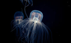 Svelato dalle meduse il meccanismo della fame