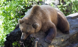 L’orso in Trentino: il dibattito continua