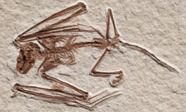 Un mammifero volante di 52 milioni di anni fa