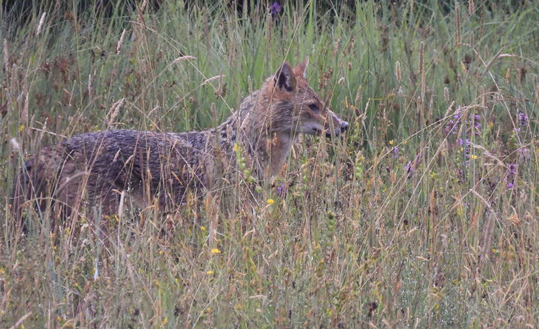 C’è uno sciacallo dorato nell’Appennino Parmense