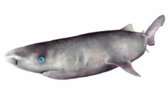 Lo squalo della Groenlandia custodirebbe il segreto dell’immortalità