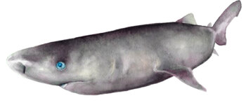 Lo squalo della Groenlandia custodirebbe il segreto dell’immortalità