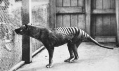 Dovremmo riportare in vita la tigre della Tasmania?