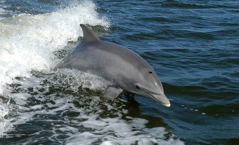 Il grande puzzle dei cetacei del Mediterraneo