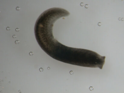 Crenobia alpina