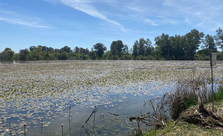 La protezione della biodiversità europea dalle specie aliene invasive