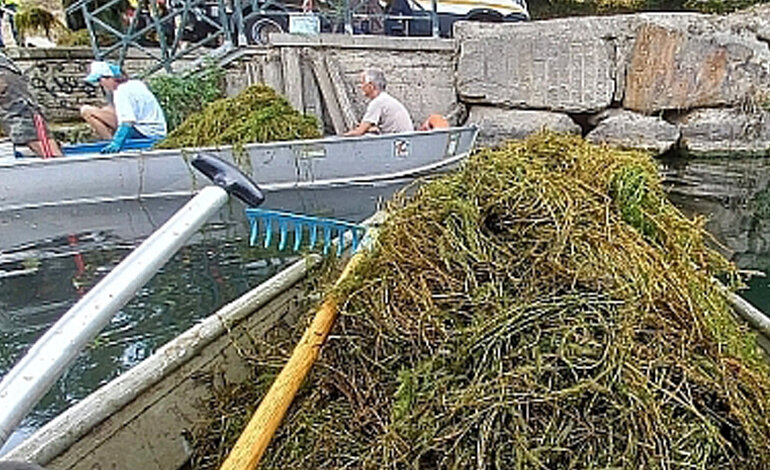 Il contenimento delle piante esotiche invasive