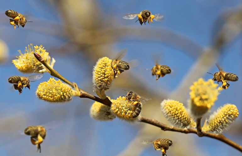 biodiversità