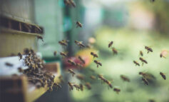 Il primo Protocollo Certificato per imprese a misura di api