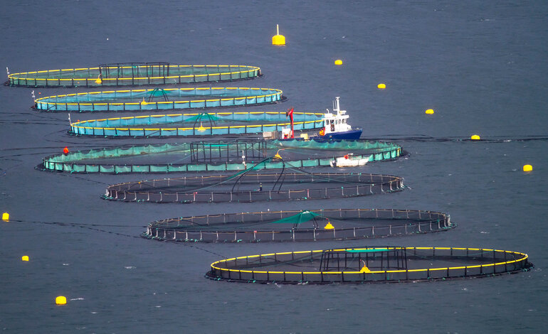 La FAO promuove lo sviluppo dell’acquacoltura
