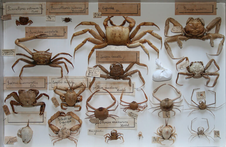 Museo di Storia Naturale