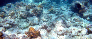 Epidemie di virus dei coralli minacciano la barriera corallina