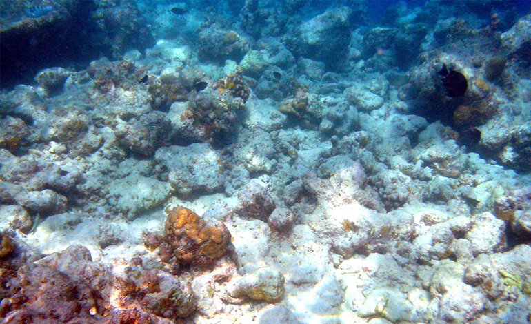 Epidemie di virus dei coralli minacciano la barriera corallina