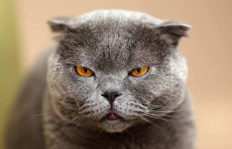 animali brachicefali