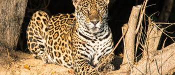 Il ritorno del giaguaro nel Parco Nazionale Iberá