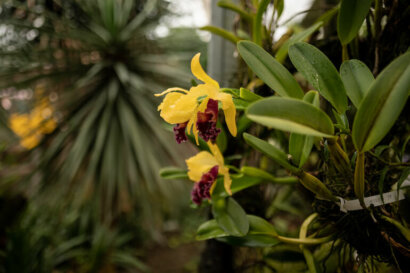 orchidee