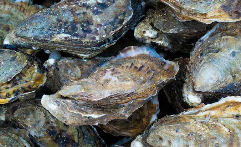 Gusci di ostriche per salvare l’ecosistema marino