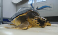 Storia di una tartaruga marina salvata con un guscio 3D