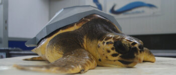 Storia di una tartaruga marina salvata con un guscio 3D