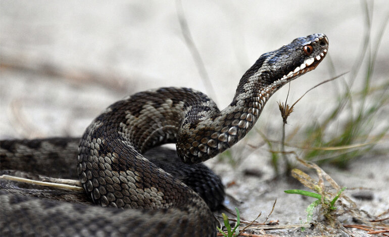 Perché gli animali si chiamano così?