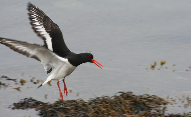 Che cosa “tiene assieme” gli uccelli migratori?