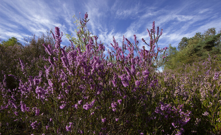 Malpensa Cargo City: il ministero salva la Brughiera