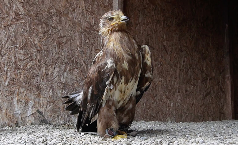 Aquila delle steppe