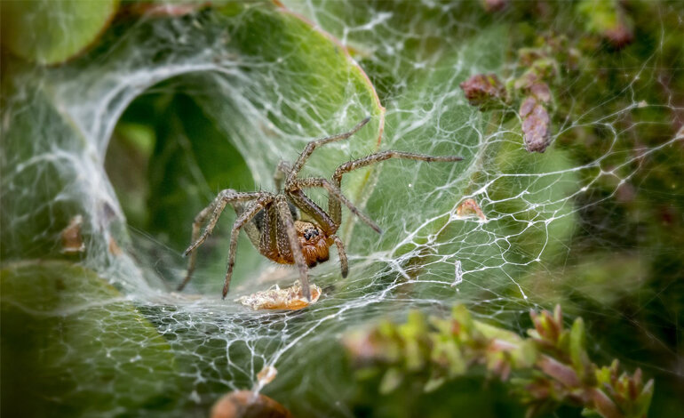 Il ragno più letale del mondo modifica il veleno in base all’umore