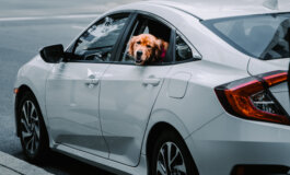 Lasciare un cane chiuso in auto è reato