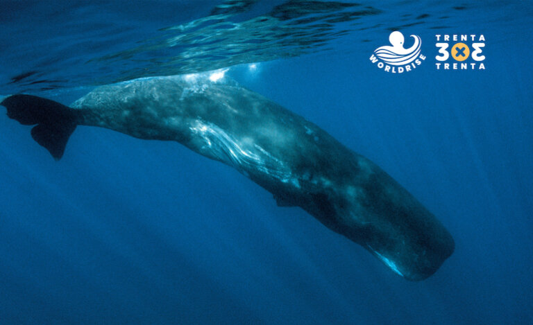 cetacei-del-mediterraneo-il-capodoglio
