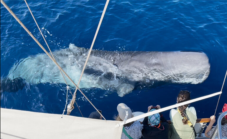 Straordinario incontro con i capodogli al Santuario Pelagos
