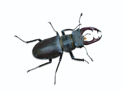 Biodiversità Lombardia