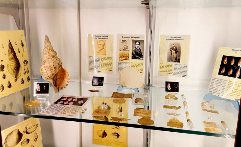 Un pomeriggio al museo con le conchiglie del naturalista catanese Andrea Aradas