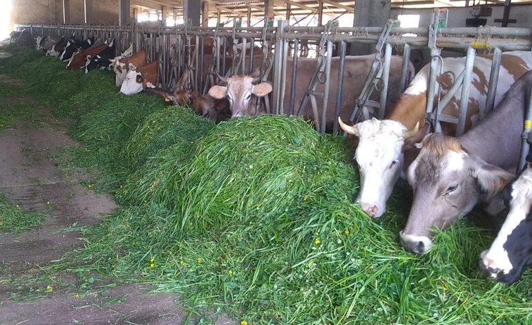 Il formaggio giallo è buono e fa bene
