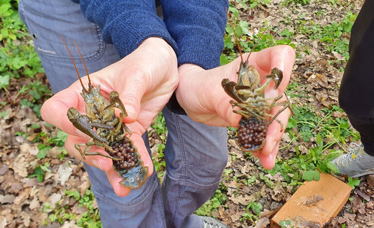 Gli incubatoi per la riproduzione del gambero di fiume europeo
