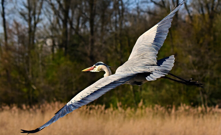 A rischio il ripristino degli habitat naturali