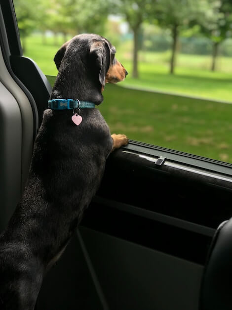 Lasciare Un Cane Chiuso In Auto è Reato