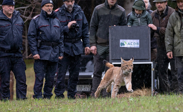 Il rilascio della lince per rafforzare la popolazione italiana