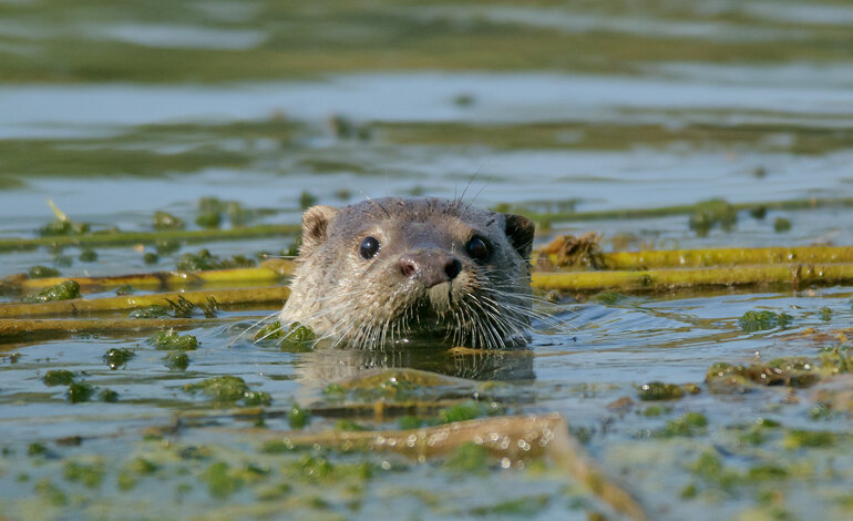 Le Oasi WWF a salvaguardia della lontra