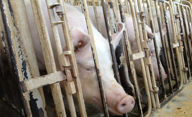 L’OCSE include il benessere degli animali nei suoi Principi Guida per il Global Business