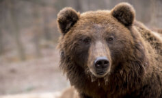 Trento ha approvato un disegno di legge per abbattere fino a 8 orsi l'anno
